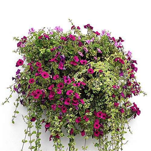 2PCS Half Round Hanging Basket Liners Replacement Coco Liner for Hanging Basket Wall Flower, 100% Natural Coconut Fiber Plant Basket Liner for Garden Planter Flower Pot (20 inch) - size: 20 inch