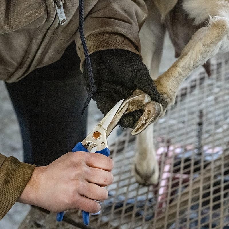 Premier 1 ExoTrim™ Blue Hoof Trimmer (Non-Serrated) | Longer 2.2" blades, offset angle for tight spaces. Ergonomic all-day comfort. Smooth blades for hooves. Secure locking. - style: Non-Serrated