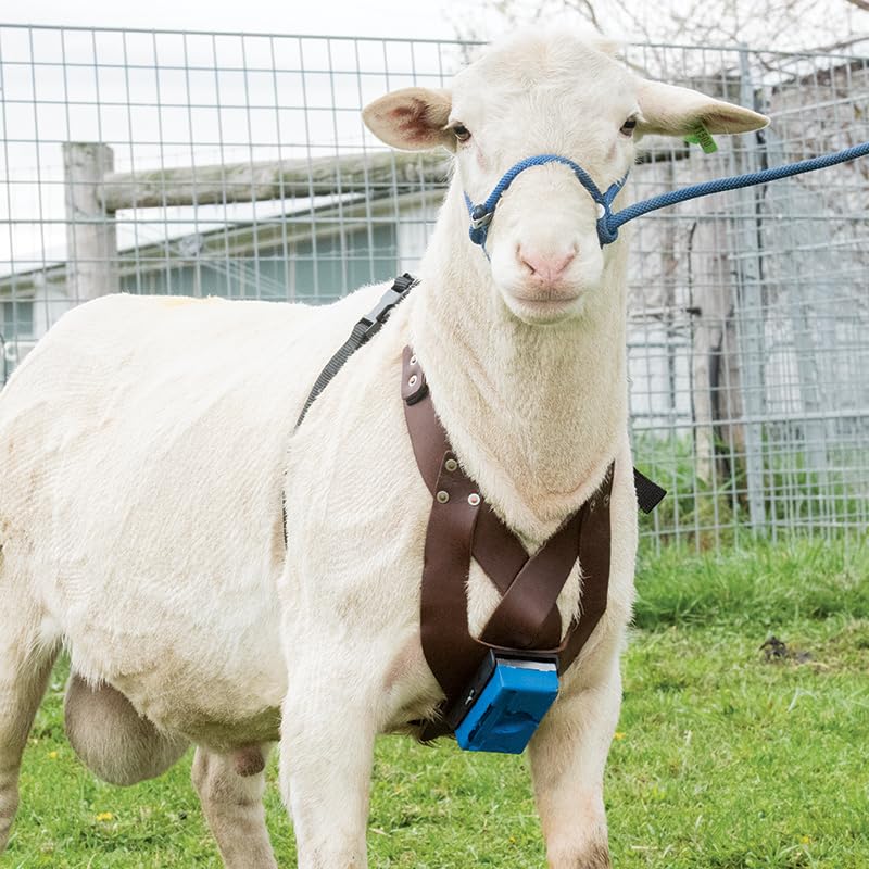 Premier 1 EZ-Mark Harness Crayon for Sheep & Goat Marking – Black | Black crayon. Identifies if ewe or doe has been bred. Use at 40–80°F. Compatible with Premier marking harnesses. - style: Black Crayon
