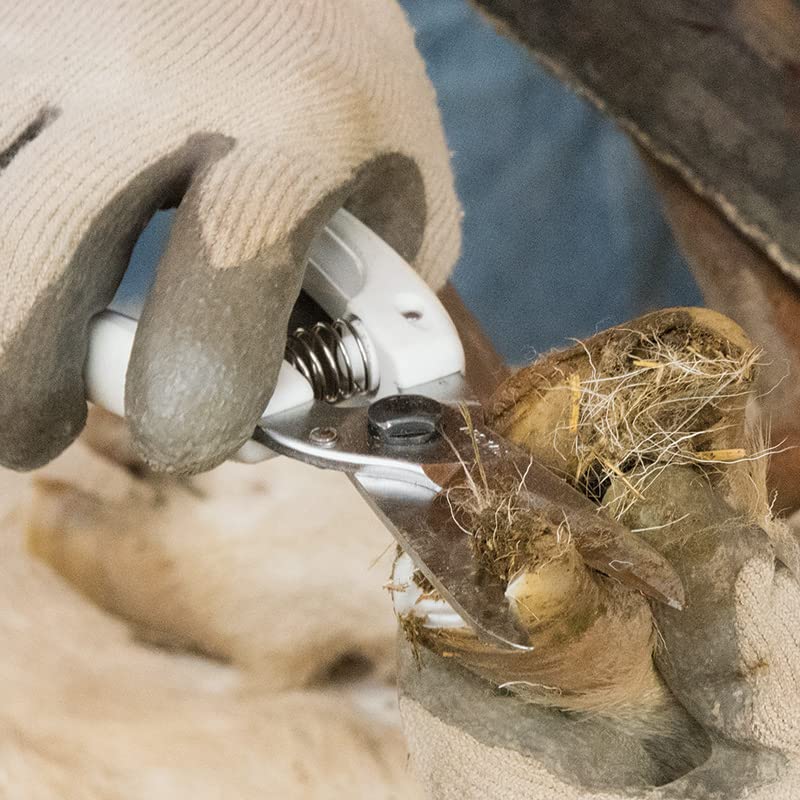 ARS Hoof Trimming Shears for Sheep & Goats | Longer blades than ARS 140DXR — fewer cuts needed. Marquench-hardened steel. PVC-coated handles. Rounded tips. 8" overall.