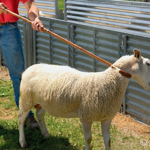 Premier 1 Sweet Chestnut Shepherd's Crook for Sheep & Goats, 54" | Made in Germany. Lacquered, brass tip, sculpted neck. Popular for dog trials. Neck opening 3.5". Lighter than oak or hickory.