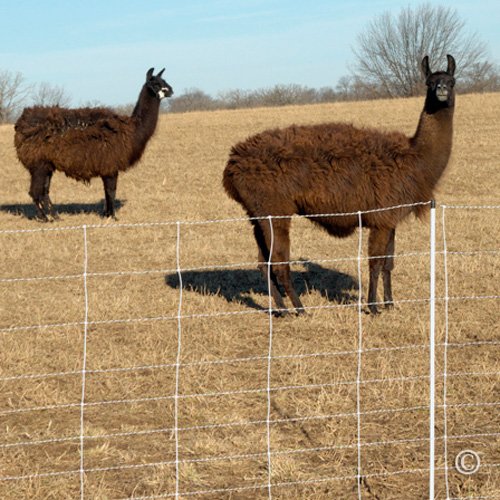 Premier 1 ElectroStop® Double Spike Fence – Sheep & Goats – 42"H x 164'L | White/black. Double spike posts for stability. 10x more conductive. Also for cattle & hogs. Energizer sold separately.
