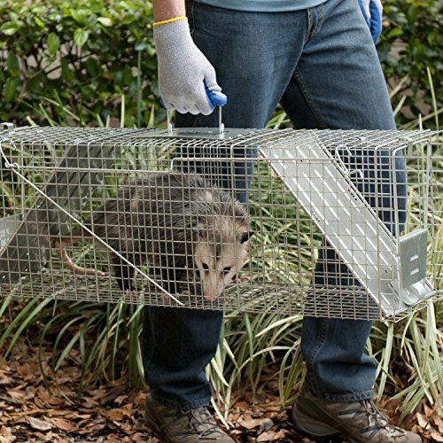 Havahart Large 2 Door Humane Catch and Release Live Animal Trap for Armadillos, Beavers, Bobcats, Small Dogs, Cats, Foxes, Groundhogs, Nutria, Opossums, Raccoons, Live Catch Trap for Stray Dogs 1045SR