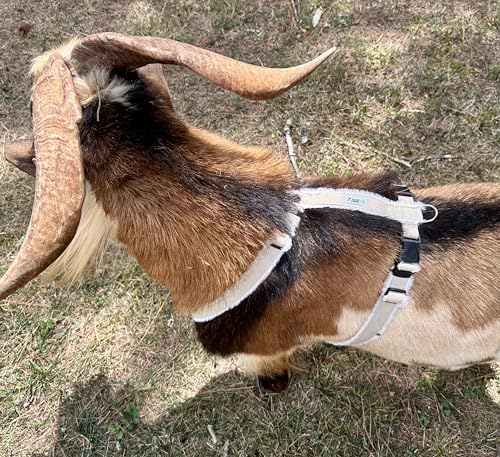 Goat Harness, Asatre Sheep Livestock Hemp Goat Halter, Small to X-Large, Fleece Lined, Multi-Clasp, Machine Washable Soft Durable Restraint (X-Large) - size: X-Large