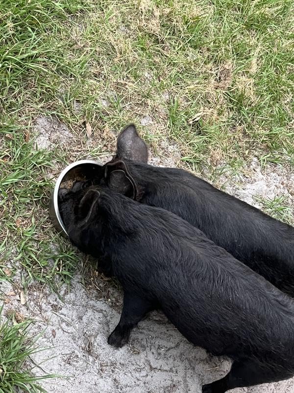 Nutrena Country Feeds Grower Finisher Pig Food