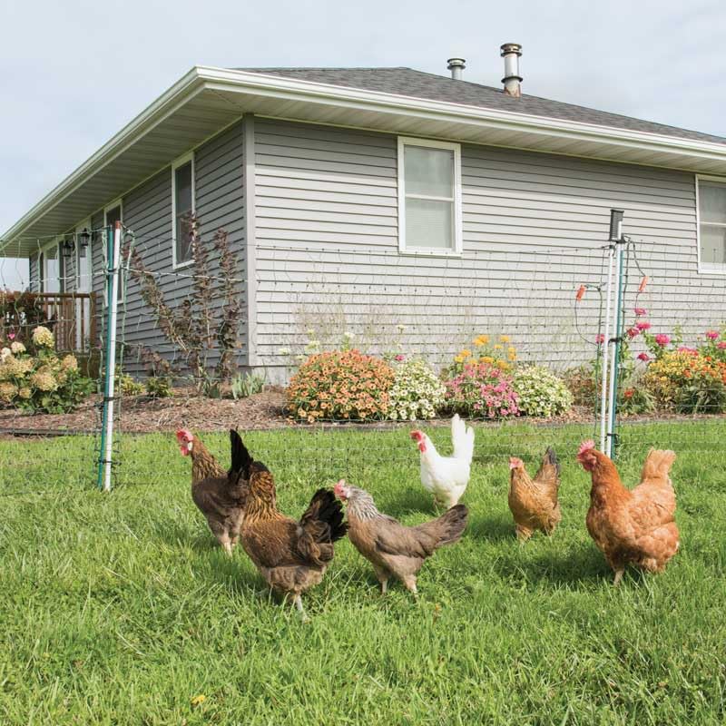 Premier 1 PoultryNet® Electric Net Gate for Chickens – 48"H x 20'L | Green/black net, white drivable posts. Open without turning off the energizer. For chickens, ducks & geese.