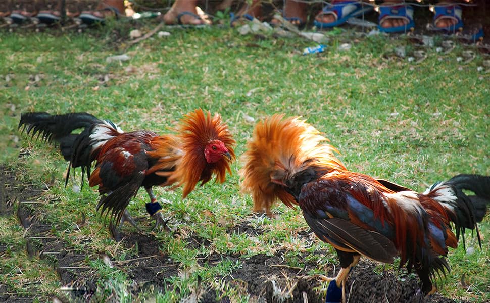 Gamefowl Rooster Supplies Gallos De Pelea Accessories Chicken Supplies Poultry Care Supplies Leg Protect 2 Pairs Color Blue and Red - color: Blue and Red