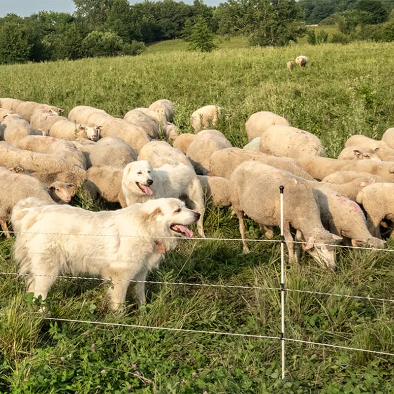 Premier 1 Step-in FiberRod Electric Fence Posts - 5 Pack (36" Tall) | Lightweight & stiff fiberglass. Ideal for rotational grazing. Use with SnapOn Harp Clips to hold conductors. 36" tall. - style: 36" Tall
