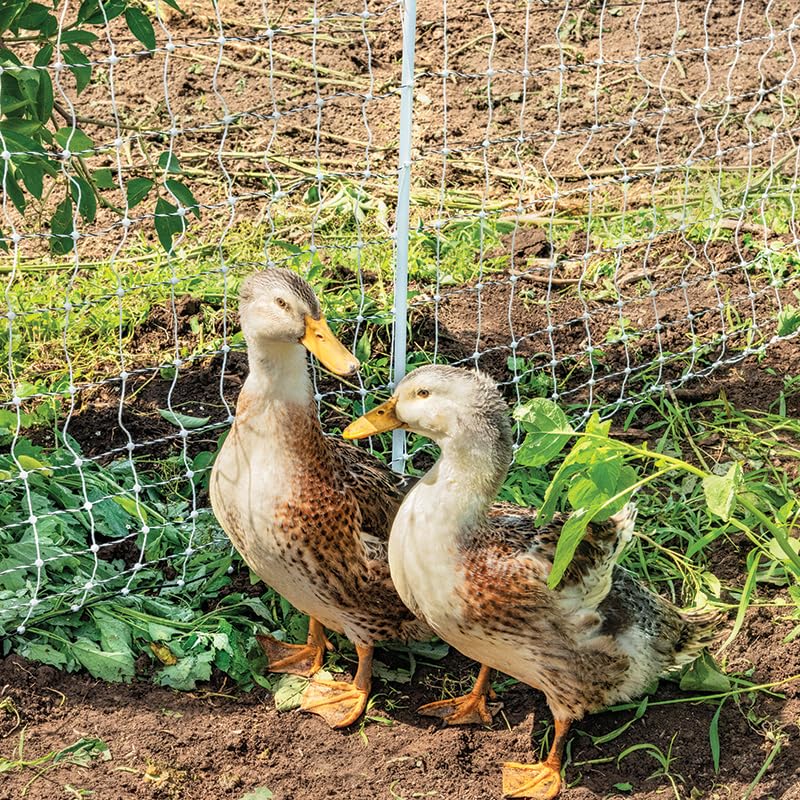 Premier 1 PoultryNet® Plus, Starter Kit for Chickens – 42"H x 100'L | White/black. Includes solar energizer, support posts & tester. Double spike, posts every 6.8 ft to reduce sag. For chickens.