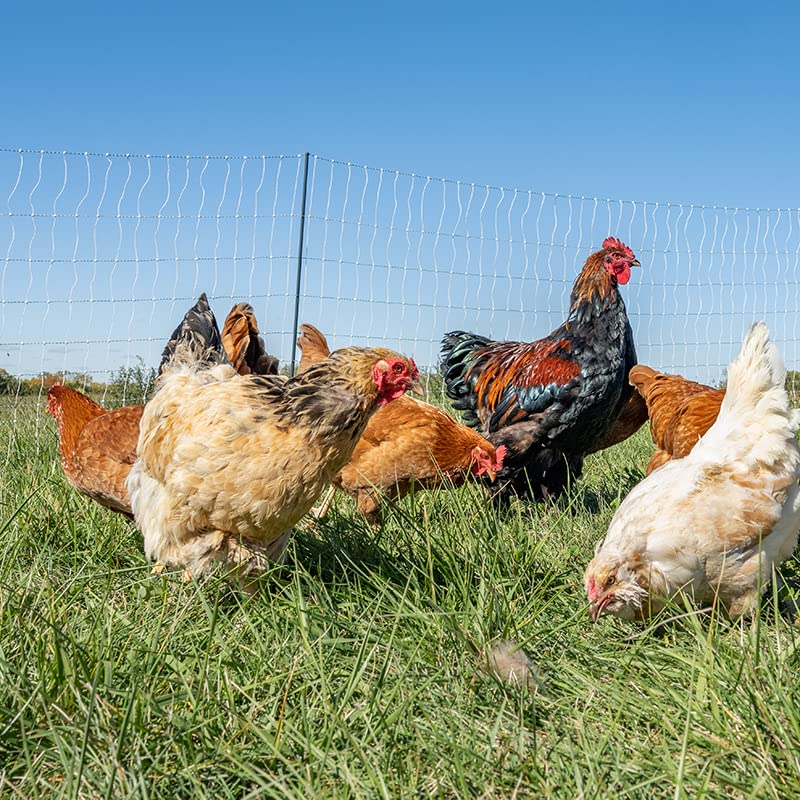 Premier 1 PoultryNet® PrimaPosts™ Fence – Chickens – 48"H x 100'L | Green/white. Rigid PrimaPosts™, extra strength. For chickens, ducks & geese. Energizer sold separately. - color: Double Spike, Green/White