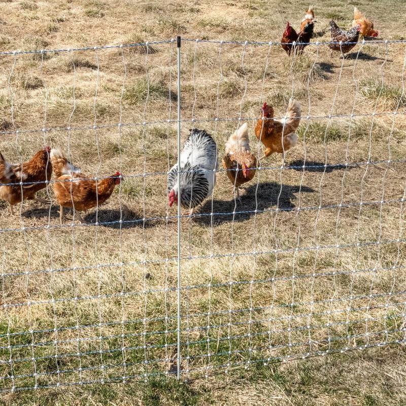 Premier 1 SagStopper™ for Electric Netting - Package of 10-42" Height | Lightweight fiberglass. Slotted nocks tension net vertically. Keeps lower strands off the ground. Easy to install & remove. - size: 42" Height