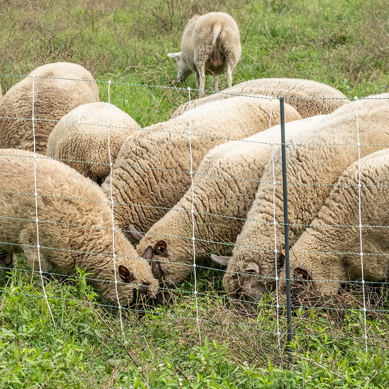 Premier 1 ElectroNet® PrimaPosts™ Fence – Sheep & Goats – 35"H x 164'L | Blue/white. Rigid PrimaPosts™ for extra strength. For sheep & goats. Keeps out coyotes & dogs. Energizer sold separately.
