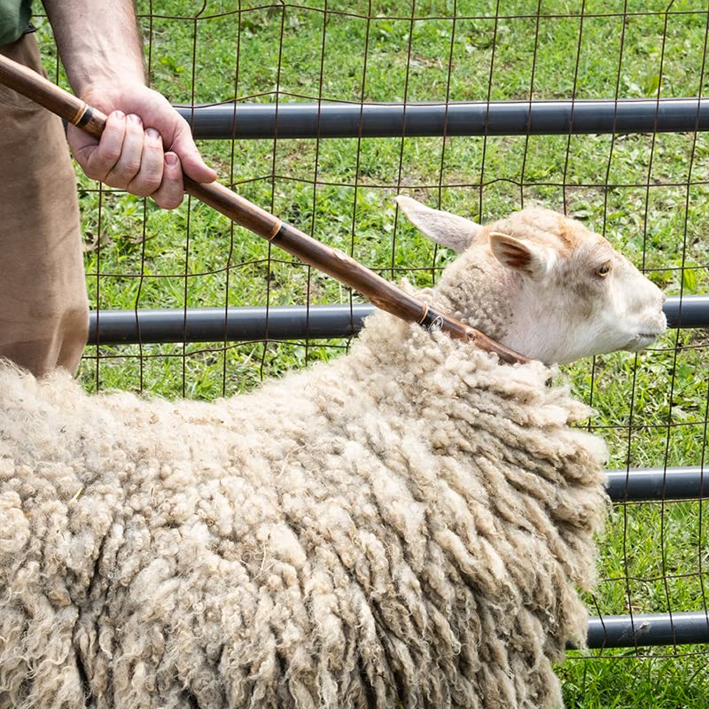 Premier 1 Sweet Chestnut Shepherd's Crook for Sheep & Goats, 54" | Made in Germany. Lacquered, brass tip, sculpted neck. Popular for dog trials. Neck opening 3.5". Lighter than oak or hickory.